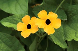 thunbergia