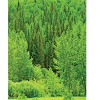 trees deciduous and coniferous. trees grow on a bank of a forest in springtime in Alberta, British Columbia, Canada. logging, forestry, wood, lumber, wilderness