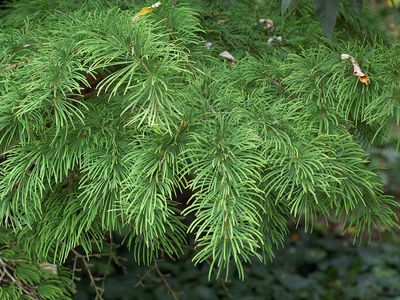 golden larch