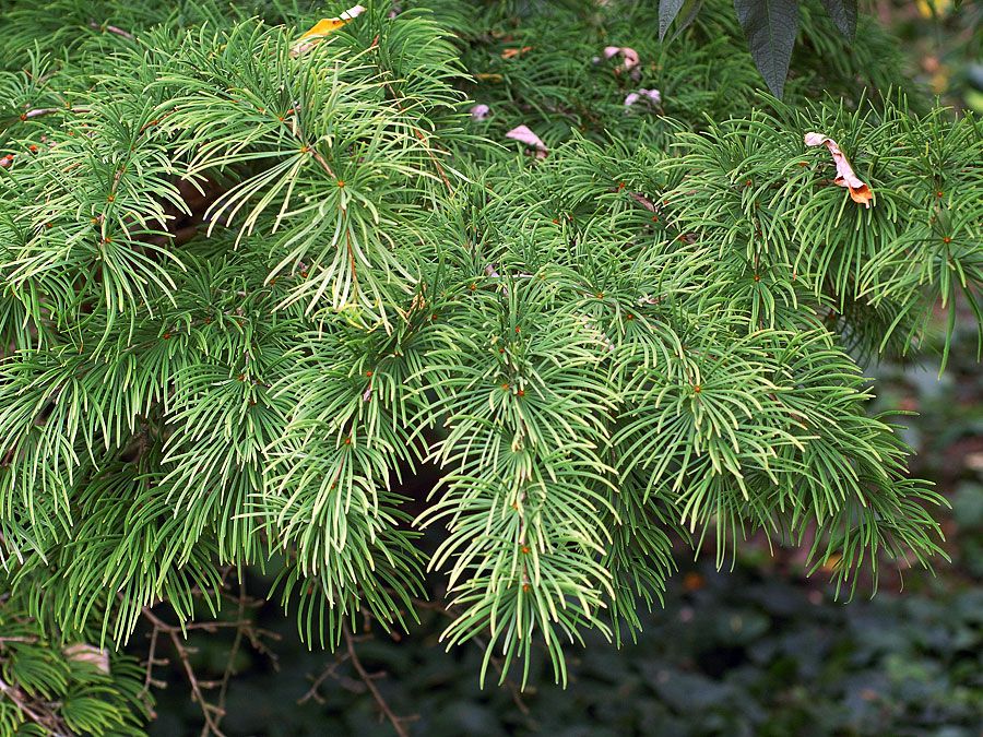 golden larch