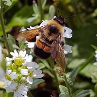 Rusty patched bumble bee (Bombus affinis) photographed in the Midwest in 2017. endangered species insect pollination