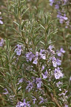 rosemary