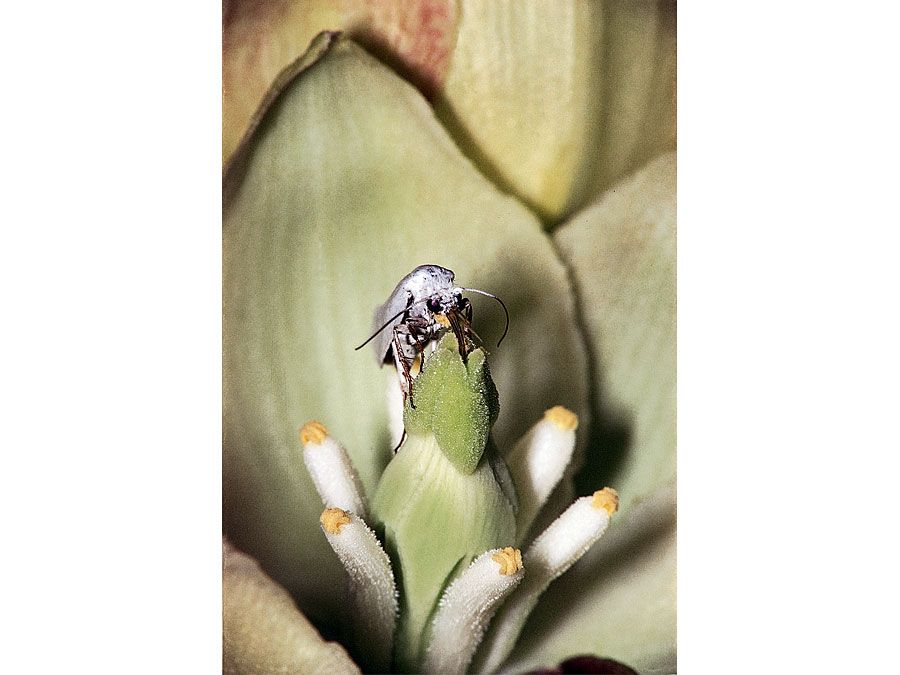 Coevolution between the yucca moth and the yucca plant. (Top) A female yucca moth (Tegeticula yuccasella) pushing pollen into the stigma tube of the yucca flower while visiting the flower to deposit her eggs. (Bottom) Yucca moth larvae feeding on seeds in the yucca fruit.