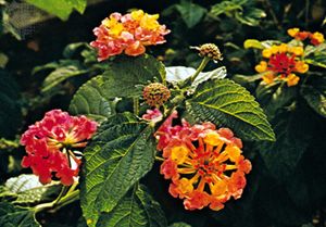 common lantana