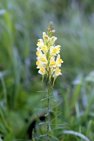 toadflax