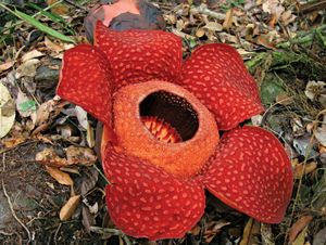 Rafflesia flower