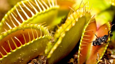 Venus flytrap