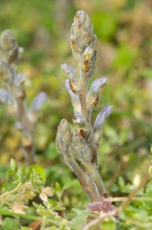 Parasitic broomrape