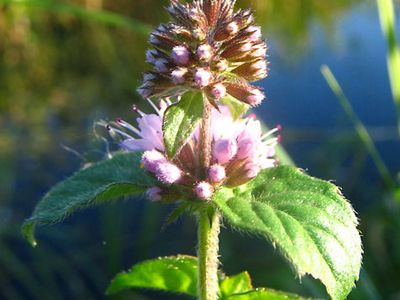 water mint