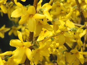 common forsythia