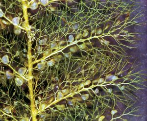 Carnivorous bladderwort