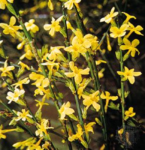 winter jasmine