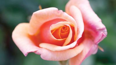 hybrid tea rose