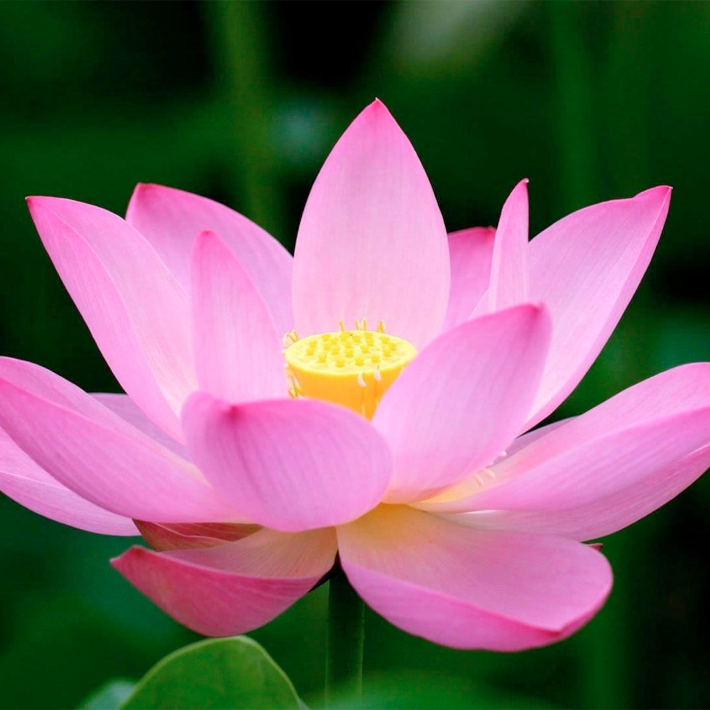 Lotus Flower