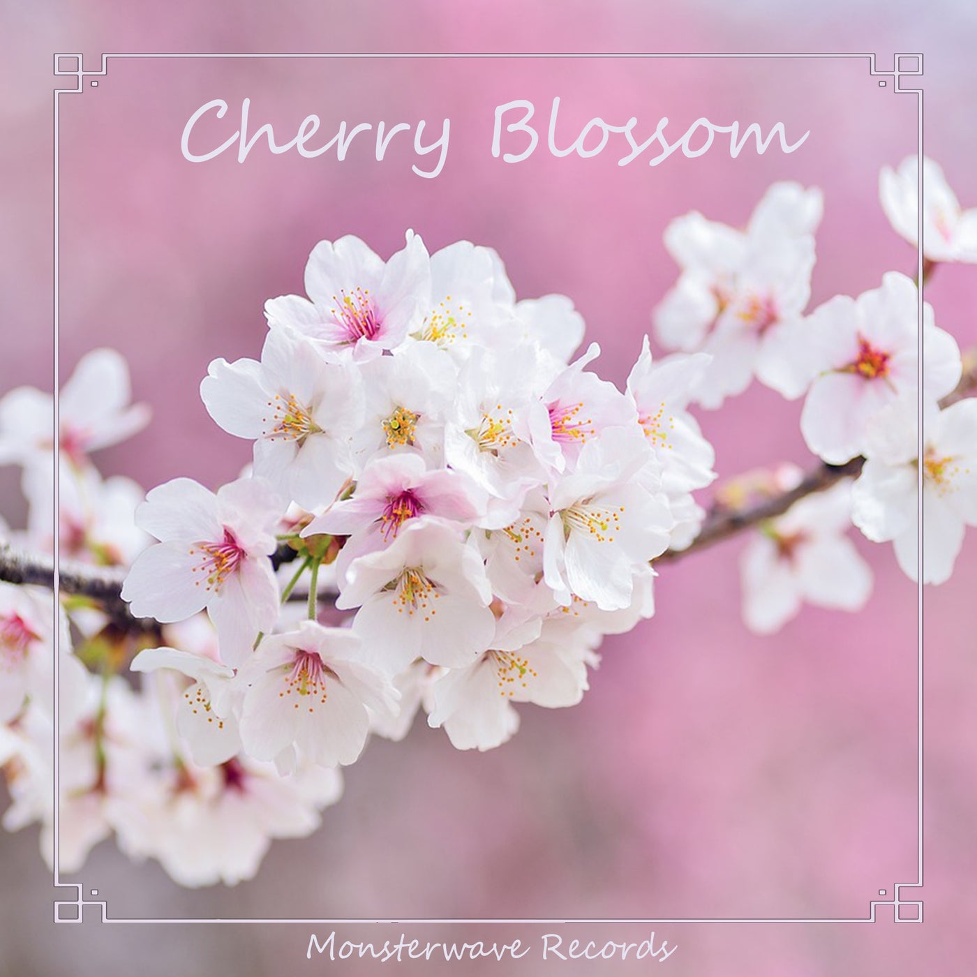 Cherry Blossom