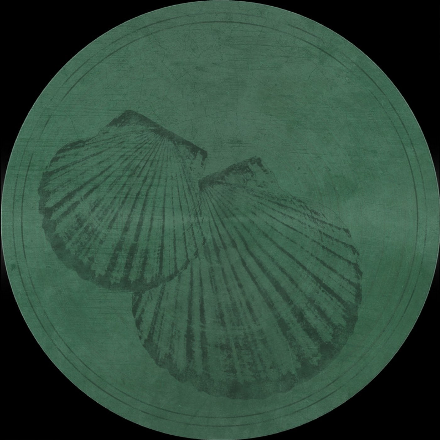 Pecten Gibbus