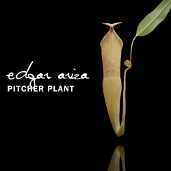 Pitcher Plant