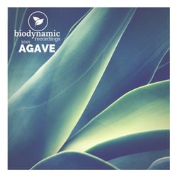 Agave