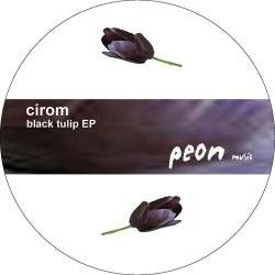 Black Tulip