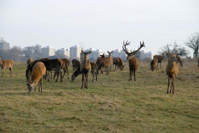 viața sălbatică, Foto: Mark Girvan Nature / Alamy / Profimedia