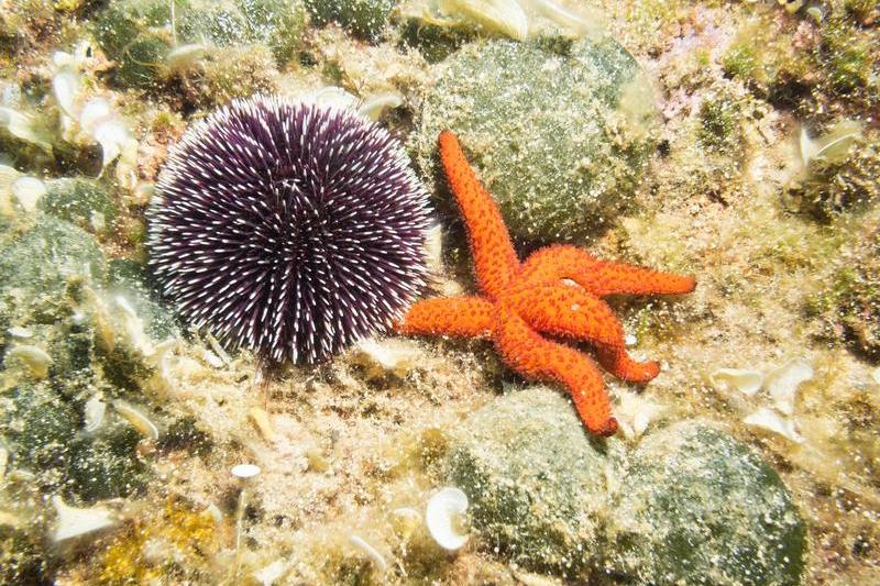 Un arici de mare si o stea de mare, Foto: Roy Pedersen / Alamy / Profimedia Images