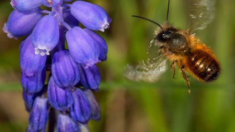 Rote Mauerbiene im Flug