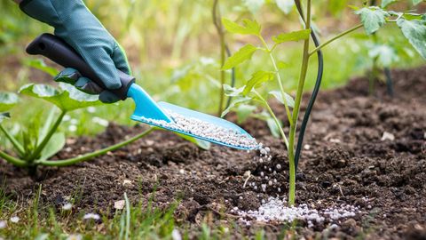 Landwirt gibt granulierten Dünger auf junge Tomatenpflanzen