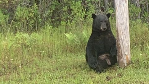 Depressiver Bär