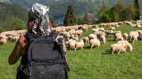 Ausbildung unterwegs: Ein Mädchen mit Rucksack wandert durch eine Schafherde