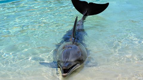 Delfin am Strand.