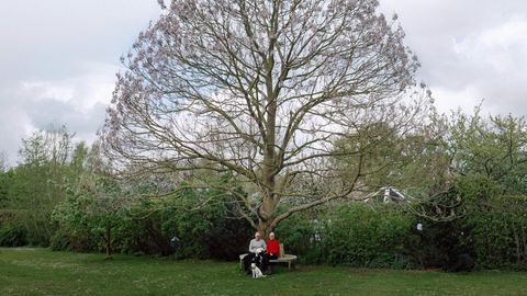 Glück: Pärchen sitzt unter einem großen Baum