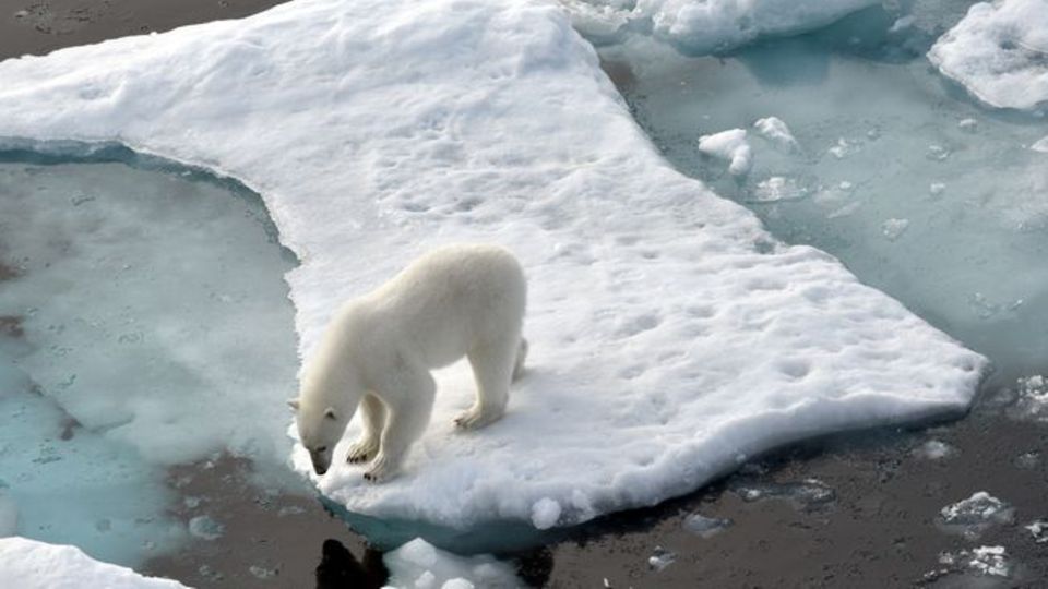 Ein Eisbär steht im Nordpolarmeer auf einer Eisscholle. Nun wurde ein Artgenosse auf Island gesichtet. (Archivbild) Foto: Ulf Ma