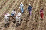 Farmer discontent in Marathwada could shift election dynamics in Maharashtra