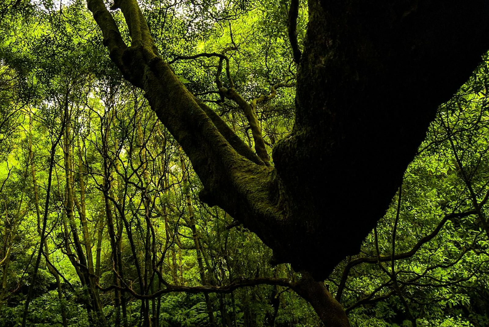 Azores Temperate Mixed Forests