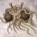 Flying Spaghetti Monster.jpg