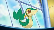 Snivy.