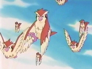 EP181 Pidgey.png