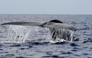 Les baleines bleues absorberaient 10 millions de microplastiques par jour