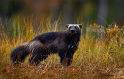 Glouton, loutre, putois : à la rencontre des mustélidés