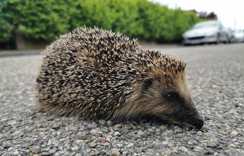 Pourquoi ne peut-on pas tuer et manger des hérissons ?