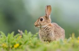 3 idées reçues sur les lapins et les furets