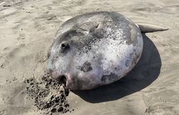 Un poisson-lune échoué sur une plage aux États-Unis suscite l’intérêt