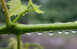 « Moussons », « maladies »… quand les vignes du Bordelais prennent l’eau