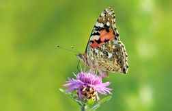 Les papillons mettent en valeur la biodiversité et pollinisent les fleurs