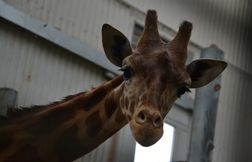 Au Texas, une girafe attrape et soulève une enfant en plein safari