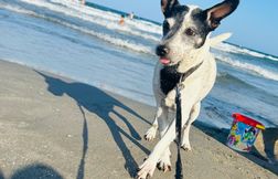 Les vacances à la plage avec son chien, un sacré casse-tête