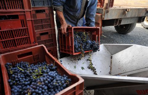 Comment s’organise la lutte contre l’esclavage dans les vignes bordelaises ?