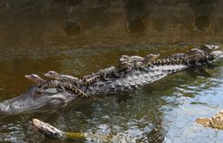 L’alligator : une mère féroce