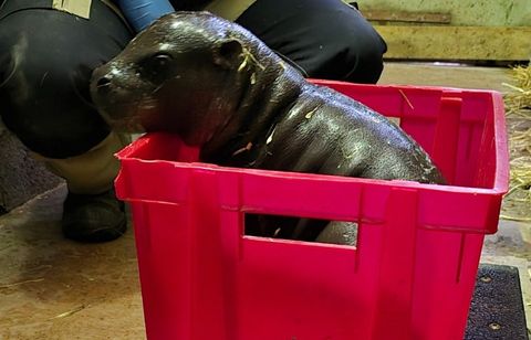 Un hippopotame nain, une espèce menacée, vient de voir le jour en Normandie