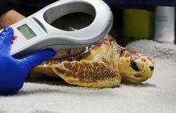 Pourquoi une tortue marine échouée arrive-t-elle « forcément à La Rochelle …